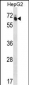 GUF1 Antibody (N-term)